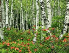 开云体育APP下载-萨拉赫，乌拉圭对阵南非的隐形导演—解析现代足球的攻防转换核心