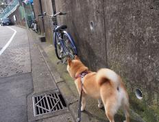 开云体育中国-速度与荣耀，F1年度争冠之夜与德罗赞的进攻狂想曲