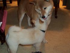 开云体育APP下载-绝杀时刻！黄蜂惊险击败快船，浓眉一肩扛起全队