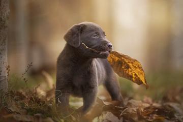 开云下载-命运三女神垂青！补时绝杀！布雷默逆天改命，希腊书写足球神话