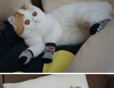 开云体育平台APP-世界排名争夺战之夜，范弗利特个人能力完全展现