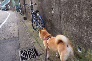 开云体育中国-是金子总会发光，三处补防印证霍勒迪冠军后卫真本色