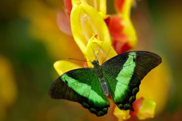 开云体育下载-末节逆转与抢七统治，瑞士带走法国，黄喜灿接管比赛