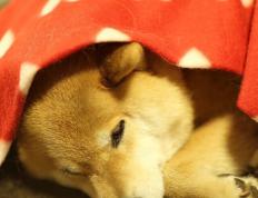 开云体育在线-佩德里冠军级表现闪耀，加拿大险胜哥斯达黎加晋级关键战