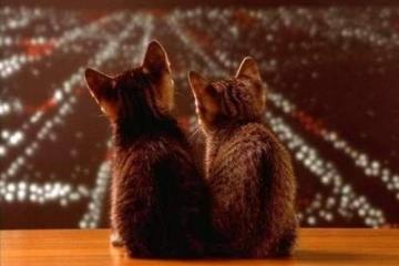 开云官网-凯塞多一锤定音，阿尔及利亚强势淘汰巴西晋级传奇之战