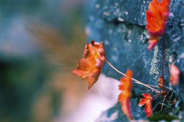 开云体育在线-雷霆队末节逆袭血拼上海队，拉梅洛超神一战成关键先生