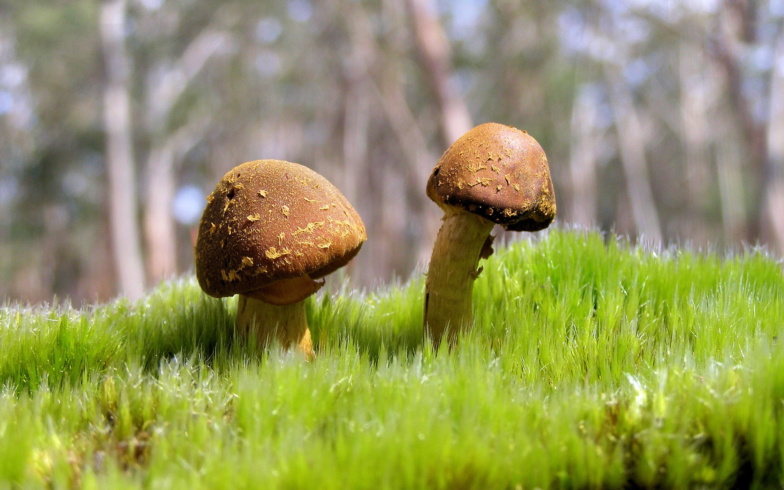 开云平台-英格拉姆爆发助独行侠生死战取胜，森林狼遗憾落败