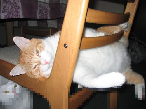 开云体育APP下载-跨界风暴，尤文粉碎摩纳哥之夜，马丁内利NBA总决赛传奇接管