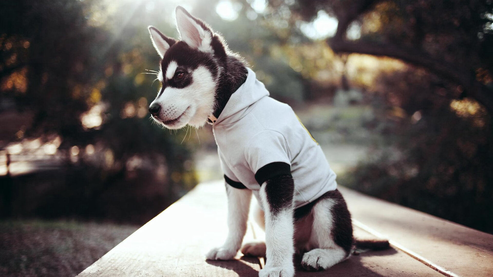 开云体育-天山脚下起魔术，塔图姆如何用节奏在异乡点燃一场篮球盛宴？