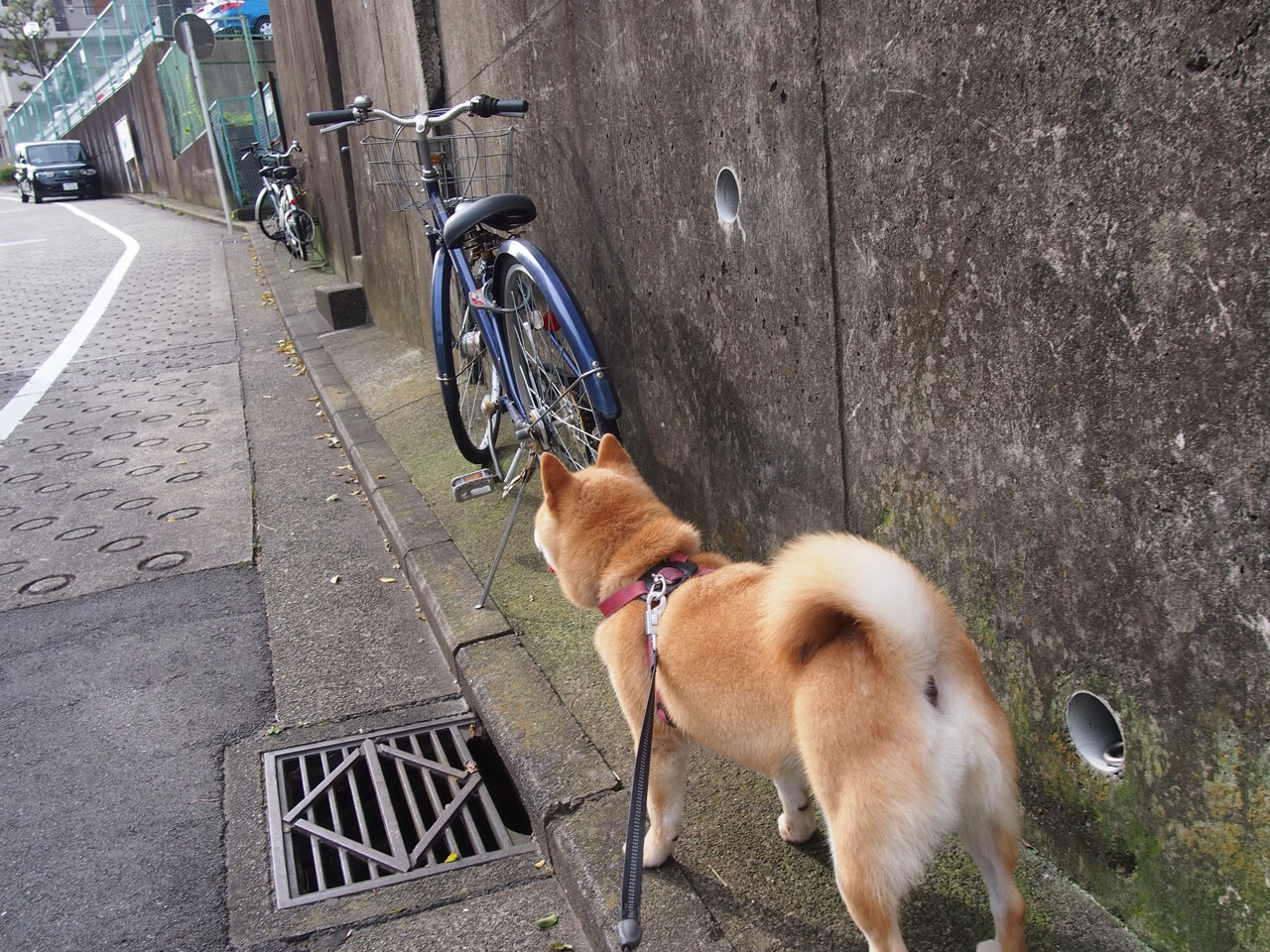 开云体育中国-速度与荣耀，F1年度争冠之夜与德罗赞的进攻狂想曲