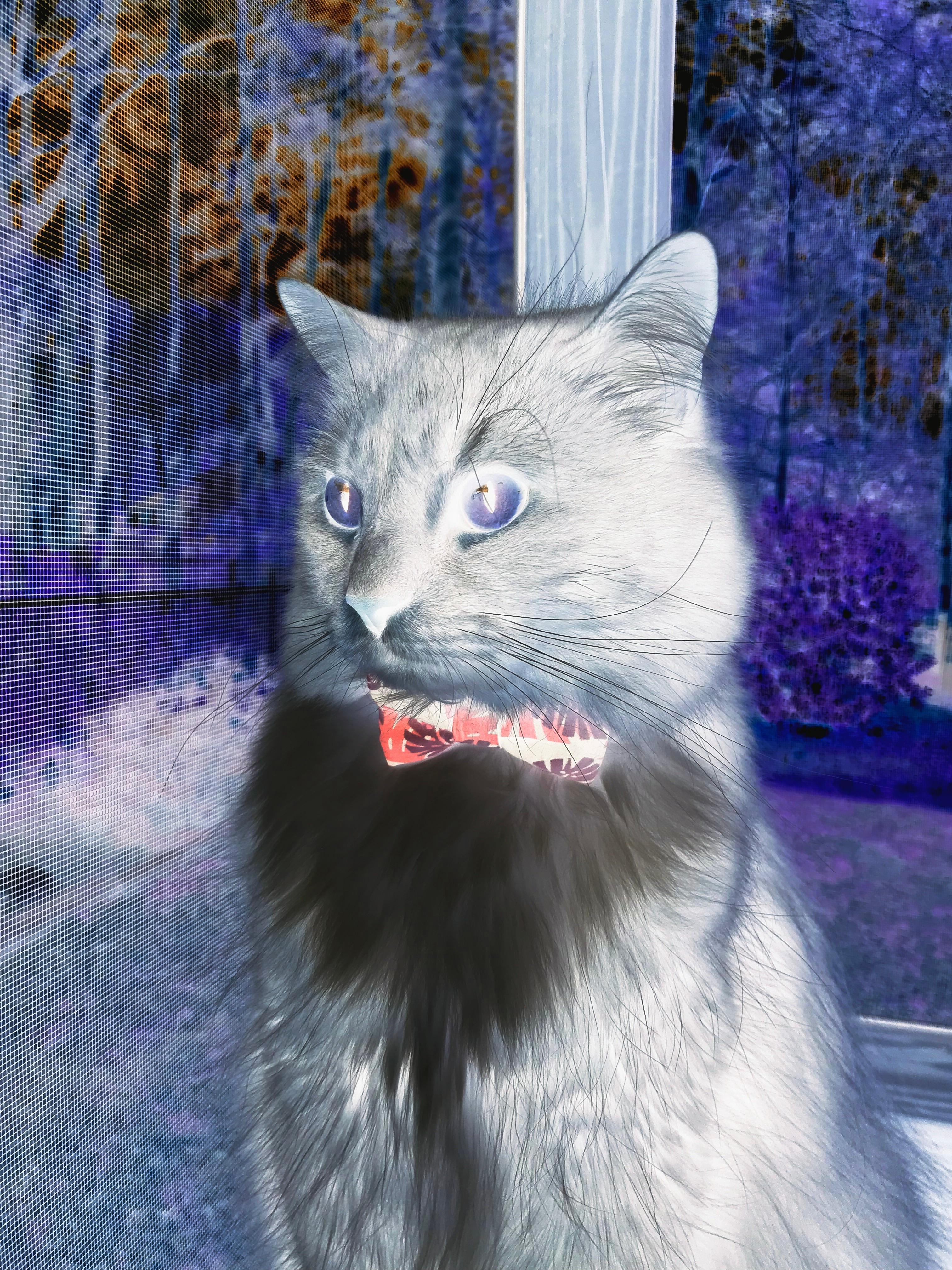 开云体育平台APP-金球未老,潘帕斯风暴与格子军团的终局狂澜