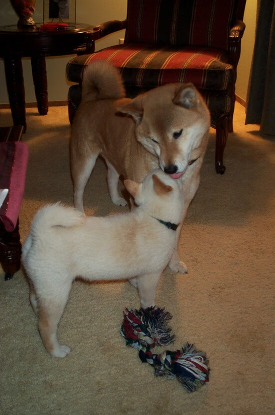 开云体育APP下载-绝杀时刻!黄蜂惊险击败快船,浓眉一肩扛起全队