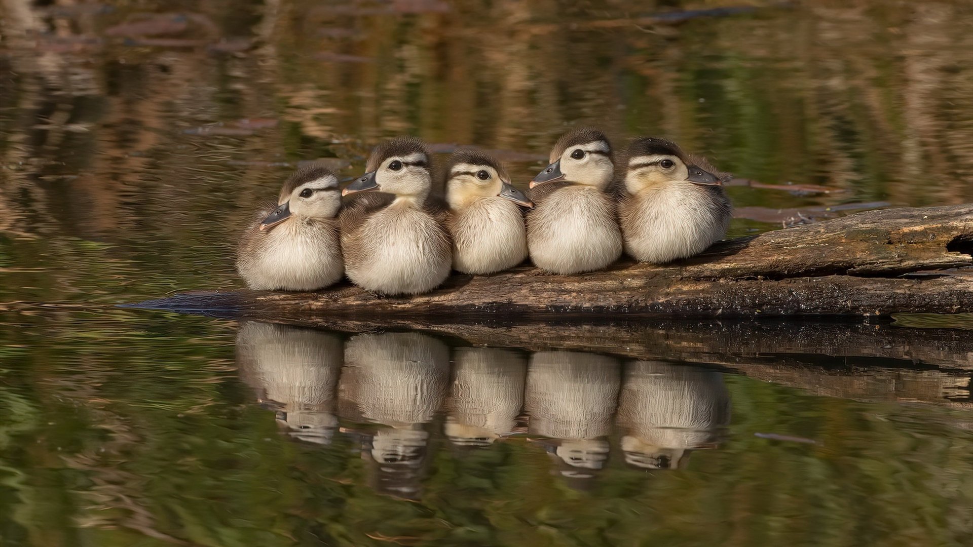 开云体育登录-破壁者卡拉斯科，在墨西哥的聚光灯下，他用双脚击碎所有质疑