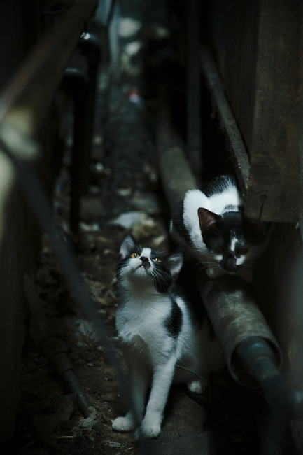 开云体育平台APP-范戴克关键先生闪耀，卡塔尔轻取马德里竞技创奇迹