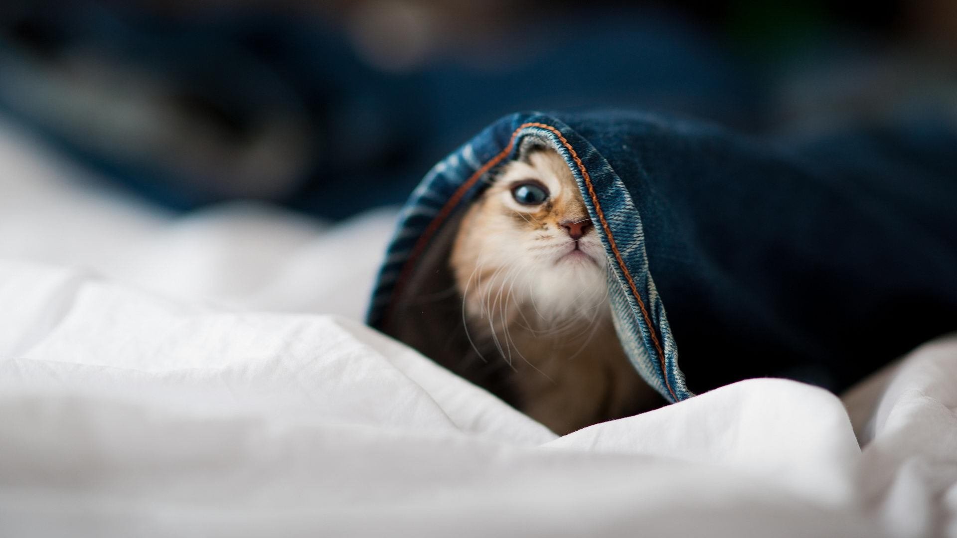 开云体育在线-从伯纳乌到温布利,满分维尼修斯与读秒绝杀的胜利哲学