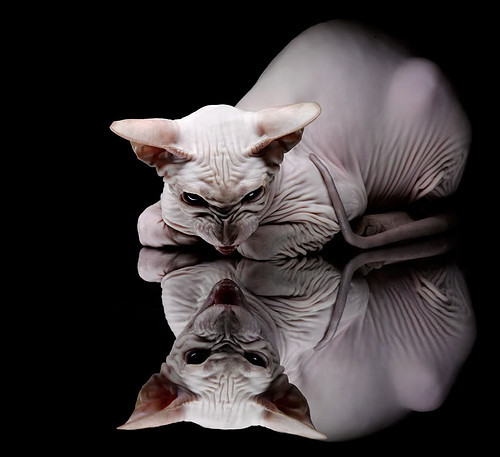 开云平台-英格拉姆单骑破阵，骑士万箭齐发，马刺青春防线土崩瓦解