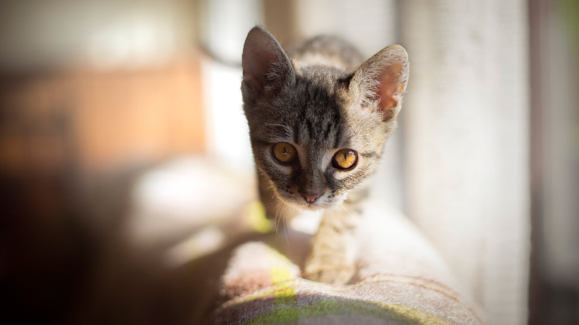 开云体育在线-奥纳纳赛后评分拉满，足球圣殿外，阿森纳如何胜出伊朗？