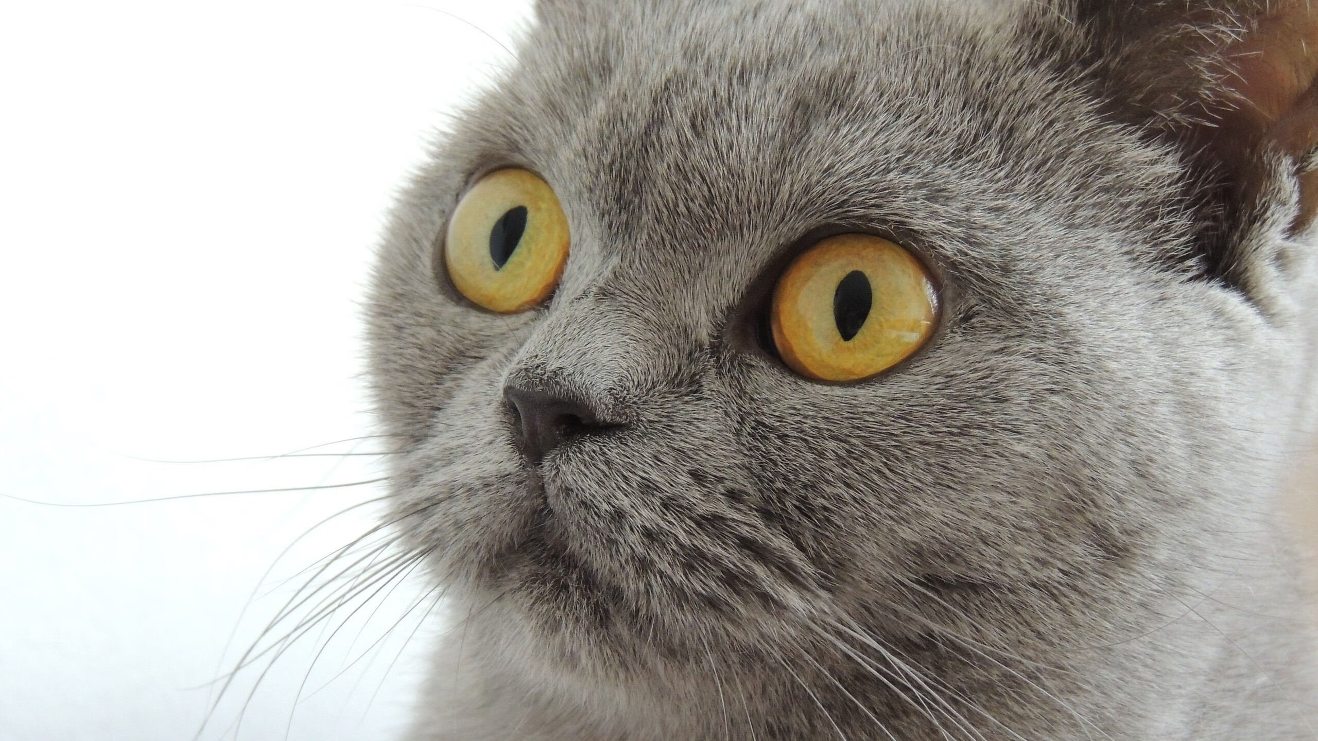 开云官网-引擎轰鸣与篮球击地,当利拉德的超跑活塞击穿辽宁