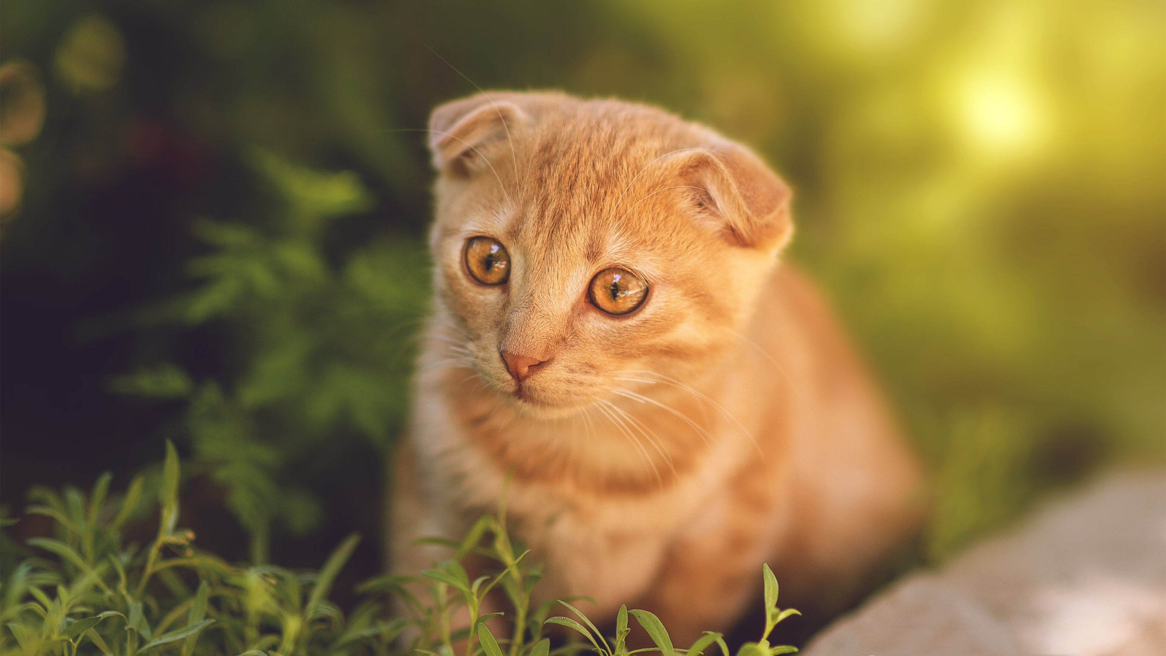 开云体育APP下载-当新疆战术板压碎布鲁克林，哈利伯顿在英超掀起橙色风暴