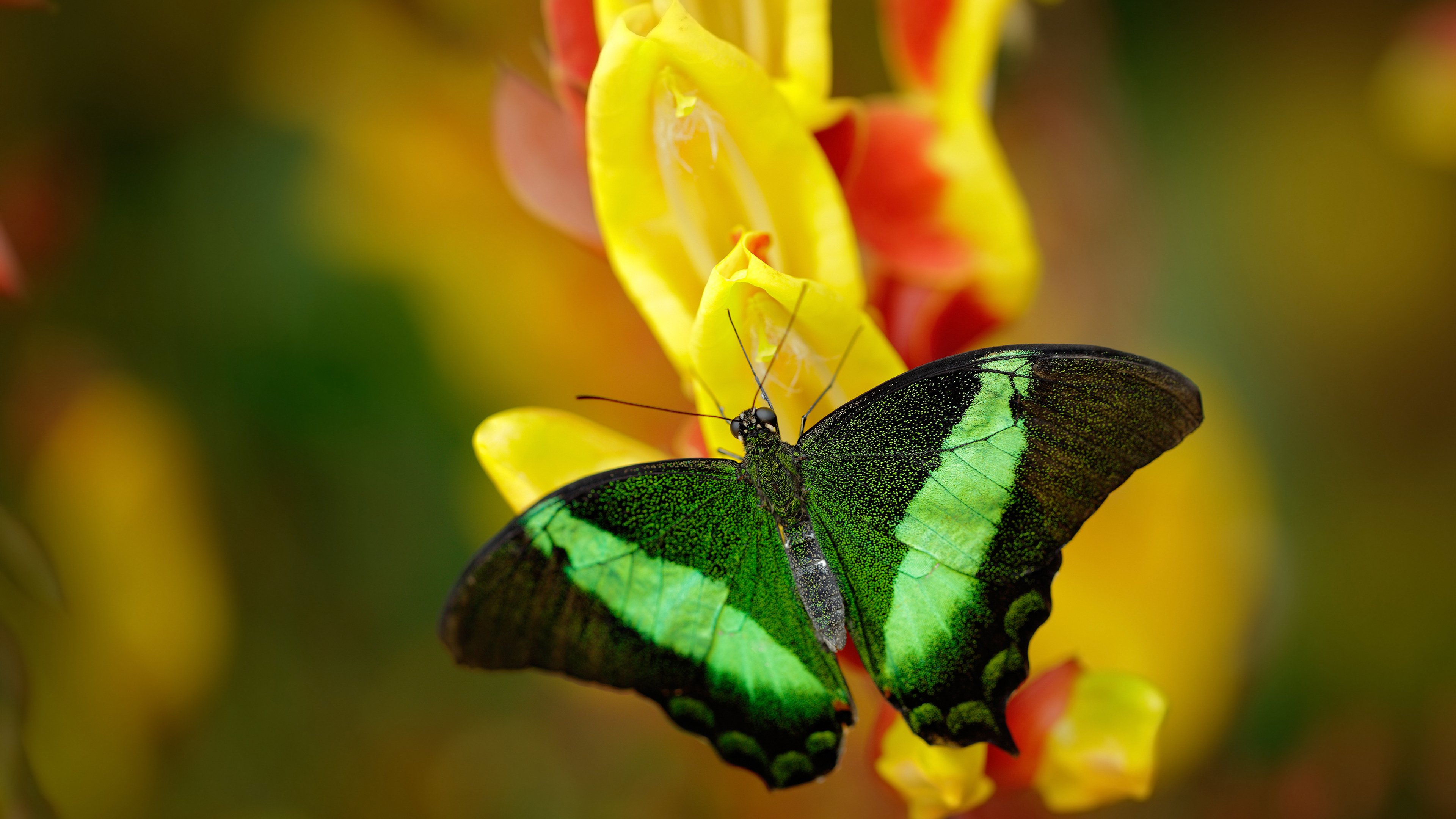 开云体育下载-末节逆转与抢七统治，瑞士带走法国，黄喜灿接管比赛