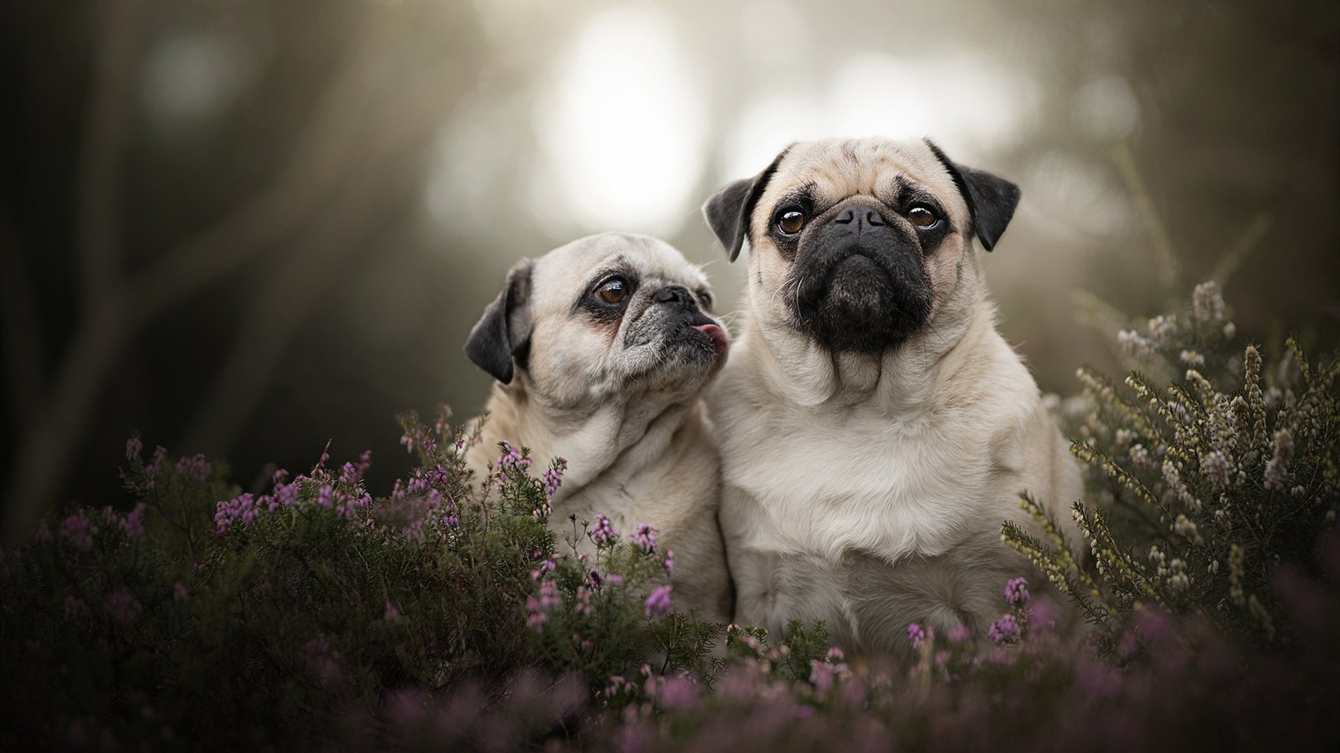 开云平台-撕裂防守的手术刀，当布雷默化身绿茵场的数据艺术家